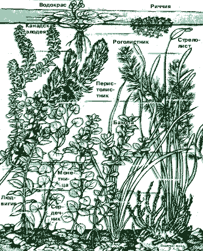Растения В Аквариуме Виды Фото И Названия