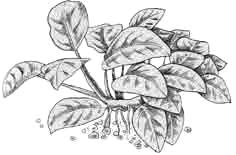 Анубиас карликовый