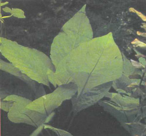 Hygrophila corymbosa (фото автора)