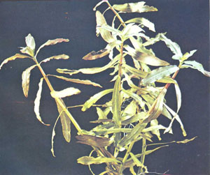 Ammania senegalensis