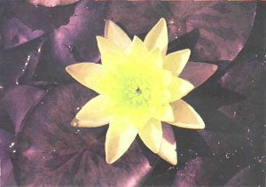 Цветок кувшинки сорта «Хромателла». Идеальная симметричность лепестков делает кувшинки одними из лучших растений для садовых водоемов (фото автора)