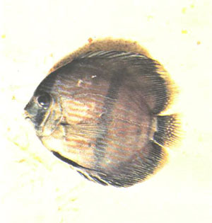 Первый S. discus, пойманный в Лаго-Батата (фото д-ра Г. Р. Аксельрода)