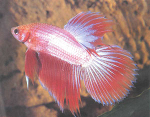 Сиамский петушок (Betta splendens), пожалуй, единственная лабиринтовая рыба, известная каждому аквариумисту (фото автора)