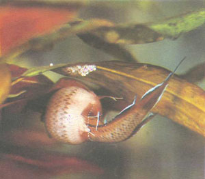 Обратите внимание на длинный заостренный хвостовой плавник купануса (фото автора)