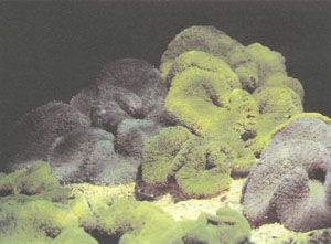 Одна из гигантских актиний рода Stichodactyla. Обычно их продают под названием «ковровые анемоны», и многие рыбы-клоуны предпочитают этот вид в качестве симбионта (фото автора)