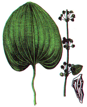 Эхинодорус крупноцветковый