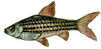 Barbus fasciatus
