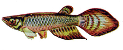 Aplocheilus panchax
