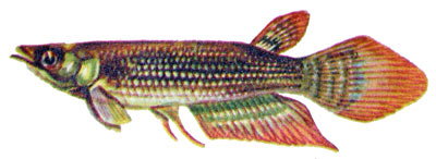 Aplocheilus lineatus