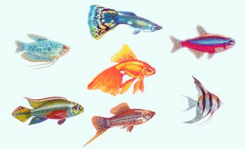 Советы начинающим и будущим аквариумистам